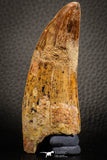 07044 - Restored Composite 3.20 Inch Carcharodontosaurus Dinosaur Tooth KemKem