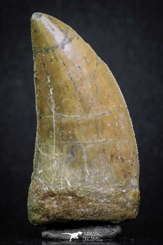 07003 - Great Serrated 1.93 Inch Carcharodontosaurus Dinosaur Tooth KemKem