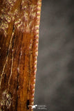 07044 - Restored Composite 3.20 Inch Carcharodontosaurus Dinosaur Tooth KemKem