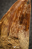 07044 - Restored Composite 3.20 Inch Carcharodontosaurus Dinosaur Tooth KemKem