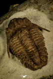 30031 - Top Rare Hoplolichoides conicotuberculatus Upper Ordovician Trilobite Russia