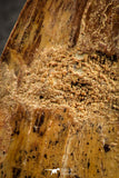 07044 - Restored Composite 3.20 Inch Carcharodontosaurus Dinosaur Tooth KemKem