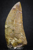 07004 - Great Serrated 2.11 Inch Carcharodontosaurus Dinosaur Tooth KemKem