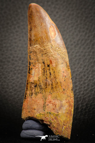 07044 - Restored Composite 3.20 Inch Carcharodontosaurus Dinosaur Tooth KemKem