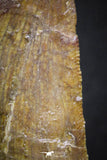 07004 - Great Serrated 2.11 Inch Carcharodontosaurus Dinosaur Tooth KemKem