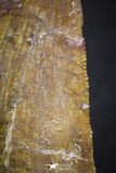 07004 - Great Serrated 2.11 Inch Carcharodontosaurus Dinosaur Tooth KemKem