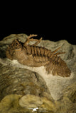 30031 - Top Rare Hoplolichoides conicotuberculatus Upper Ordovician Trilobite Russia