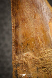 07044 - Restored Composite 3.20 Inch Carcharodontosaurus Dinosaur Tooth KemKem