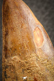 07044 - Restored Composite 3.20 Inch Carcharodontosaurus Dinosaur Tooth KemKem