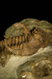 30031 - Top Rare Hoplolichoides conicotuberculatus Upper Ordovician Trilobite Russia
