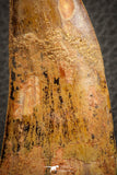 07044 - Restored Composite 3.20 Inch Carcharodontosaurus Dinosaur Tooth KemKem