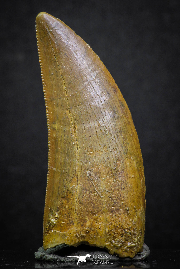 07005 - Finest Quality Serrated 1.75 Inch Carcharodontosaurus Dinosaur Tooth KemKem