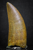 07005 - Finest Quality Serrated 1.75 Inch Carcharodontosaurus Dinosaur Tooth KemKem