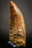 07045 - Finest Grade Mesial Premaxillary 3.56 Inch Carcharodontosaurus Dinosaur Tooth KemKem