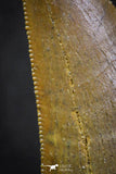 07005 - Finest Quality Serrated 1.75 Inch Carcharodontosaurus Dinosaur Tooth KemKem