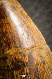 07045 - Finest Grade Mesial Premaxillary 3.56 Inch Carcharodontosaurus Dinosaur Tooth KemKem
