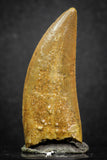 07005 - Finest Quality Serrated 1.75 Inch Carcharodontosaurus Dinosaur Tooth KemKem