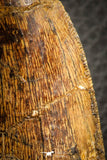 07045 - Finest Grade Mesial Premaxillary 3.56 Inch Carcharodontosaurus Dinosaur Tooth KemKem