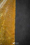 07005 - Finest Quality Serrated 1.75 Inch Carcharodontosaurus Dinosaur Tooth KemKem