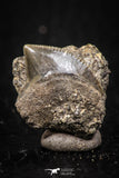 05241 - Astonishing 0.58 Inch Black Squalicorax pristodontus (Crow Shark) Tooth - New Location