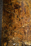 07045 - Finest Grade Mesial Premaxillary 3.56 Inch Carcharodontosaurus Dinosaur Tooth KemKem