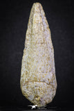 07006 - Top Rare 2.67 Inch Spinosaurus Dinosaur Toe Claw Cretaceous KemKem