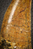 07045 - Finest Grade Mesial Premaxillary 3.56 Inch Carcharodontosaurus Dinosaur Tooth KemKem