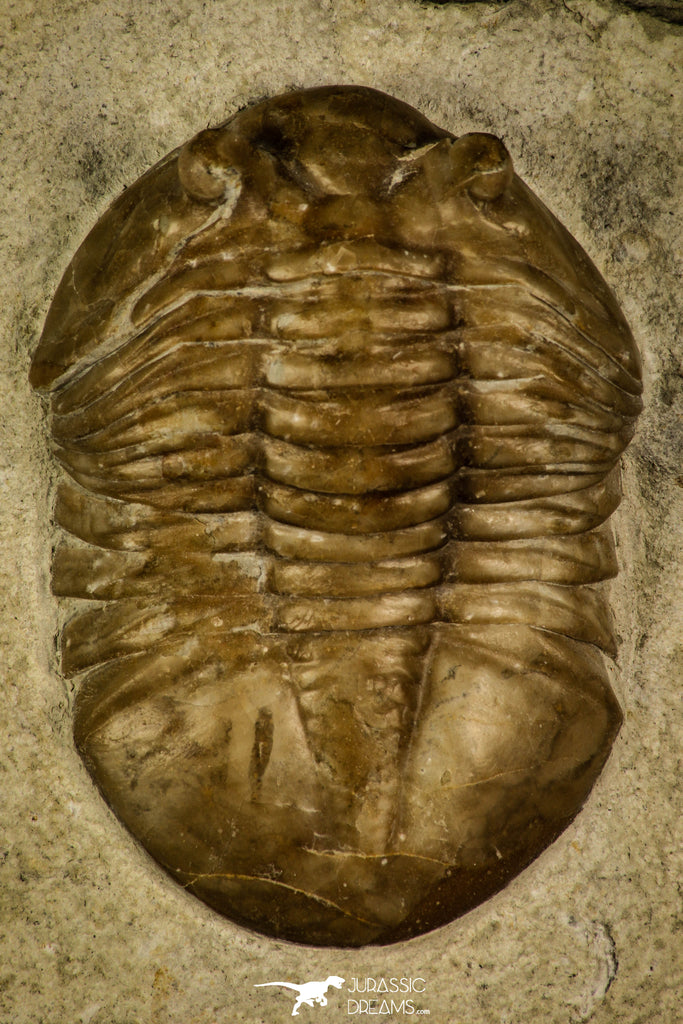 30032 - Beautiful Asaphus kutlukovi Middle Ordovician Trilobite Russia