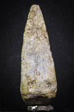 07006 - Top Rare 2.67 Inch Spinosaurus Dinosaur Toe Claw Cretaceous KemKem