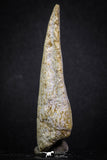 07006 - Top Rare 2.67 Inch Spinosaurus Dinosaur Toe Claw Cretaceous KemKem