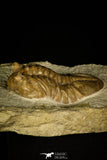 30032 - Beautiful Asaphus kutlukovi Middle Ordovician Trilobite Russia