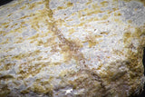 07006 - Top Rare 2.67 Inch Spinosaurus Dinosaur Toe Claw Cretaceous KemKem