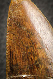 07046 - Top Huge Serrated 3.76 Inch Carcharodontosaurus Dinosaur Tooth KemKem