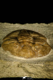 30032 - Beautiful Asaphus kutlukovi Middle Ordovician Trilobite Russia
