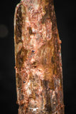 05261 - Well Preserved 0.87 Inch Rebbachisaurus Diplodocoid Sauropod Dinosaur Tooth
