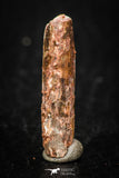 05261 - Well Preserved 0.87 Inch Rebbachisaurus Diplodocoid Sauropod Dinosaur Tooth