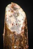 05261 - Well Preserved 0.87 Inch Rebbachisaurus Diplodocoid Sauropod Dinosaur Tooth