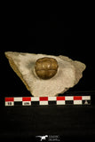 30033 - Finest Grade Rare Dysplanus centrotus Lower Ordovician Trilobite Russia
