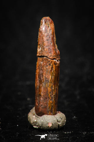 05262 - Well Preserved 0.66 Inch Rebbachisaurus Diplodocoid Sauropod Dinosaur Tooth