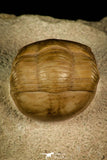 30033 - Finest Grade Rare Dysplanus centrotus Lower Ordovician Trilobite Russia