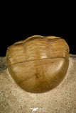 30033 - Finest Grade Rare Dysplanus centrotus Lower Ordovician Trilobite Russia