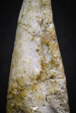 07007 - Top Rare 1.95 Inch Spinosaurus Dinosaur Toe Claw Cretaceous KemKem