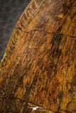 07046 - Top Huge Serrated 3.76 Inch Carcharodontosaurus Dinosaur Tooth KemKem