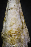 07007 - Top Rare 1.95 Inch Spinosaurus Dinosaur Toe Claw Cretaceous KemKem