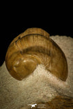 30033 - Finest Grade Rare Dysplanus centrotus Lower Ordovician Trilobite Russia