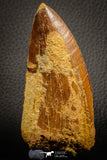 07047 - Huge Serrated 3.68 Inch Carcharodontosaurus Dinosaur Tooth KemKem