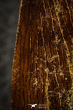 07047 - Huge Serrated 3.68 Inch Carcharodontosaurus Dinosaur Tooth KemKem