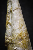 07007 - Top Rare 1.95 Inch Spinosaurus Dinosaur Toe Claw Cretaceous KemKem