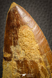 07047 - Huge Serrated 3.68 Inch Carcharodontosaurus Dinosaur Tooth KemKem