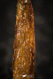 05263 - Well Preserved 0.63 Inch Rebbachisaurus Diplodocoid Sauropod Dinosaur Tooth